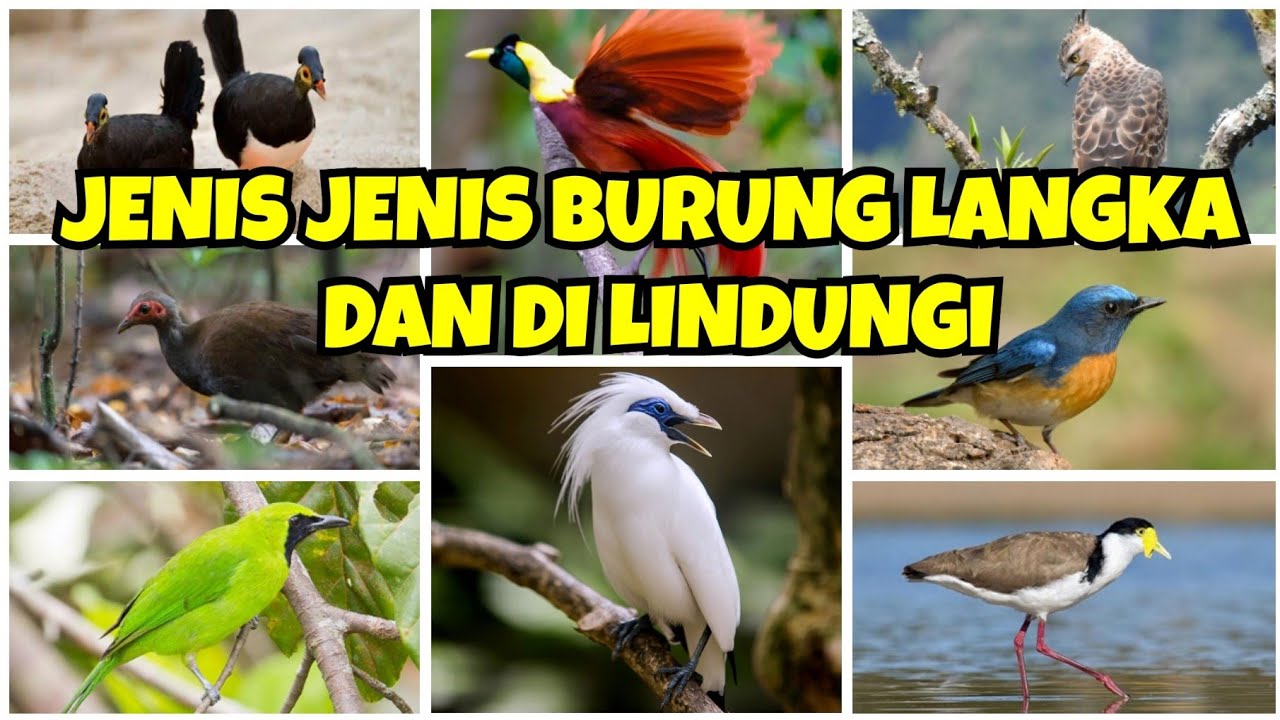 Mengenal Burung-Burung Paling Langka yang Terancam Punah